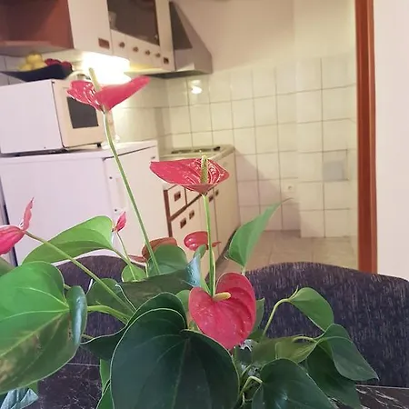Culjak