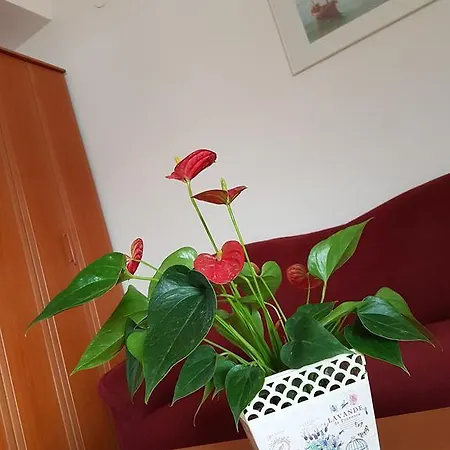 Apartament Culjak